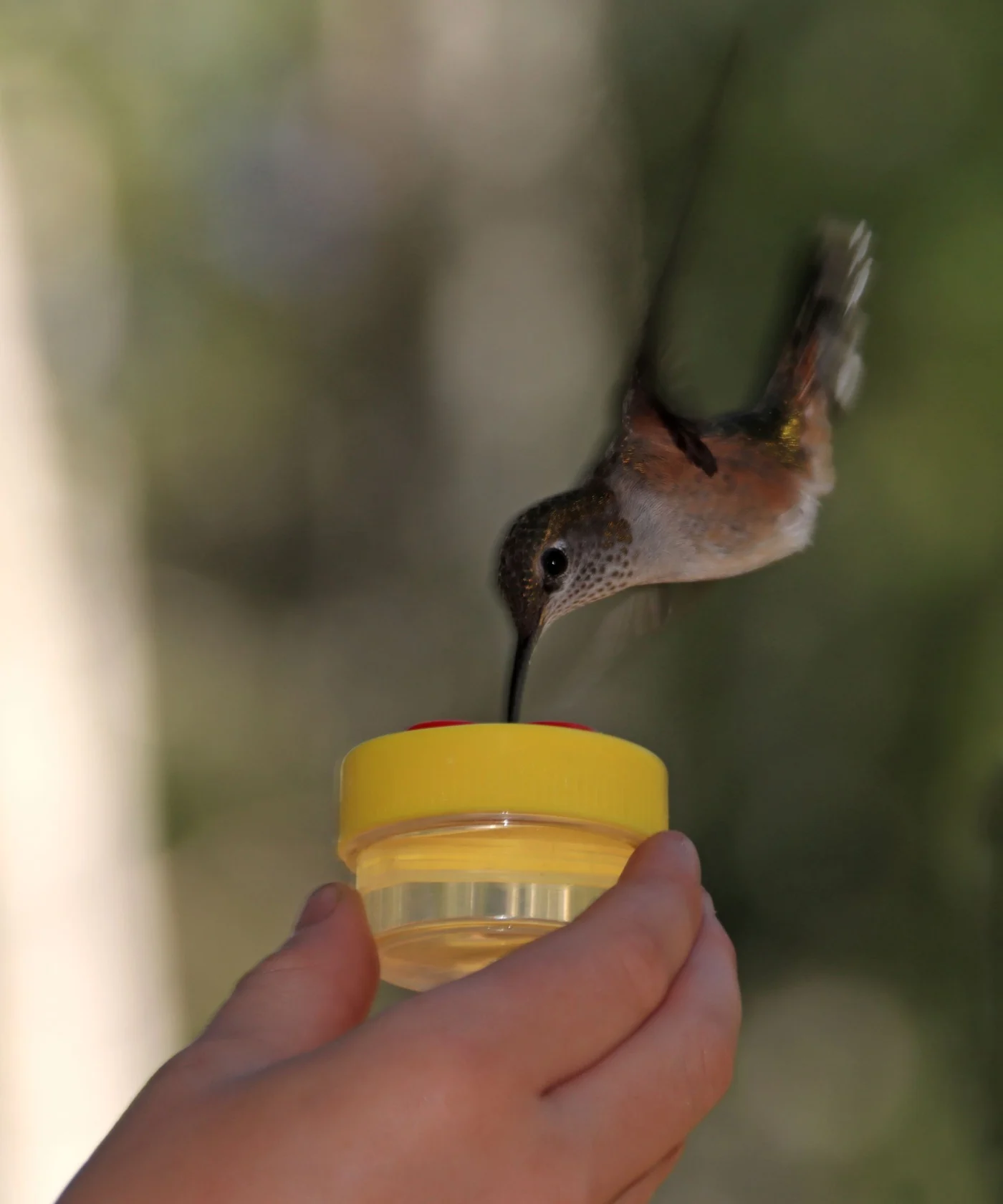 A child's hand holding a plastic container with sweet liquid while a hummingbird in flight feeds on it.