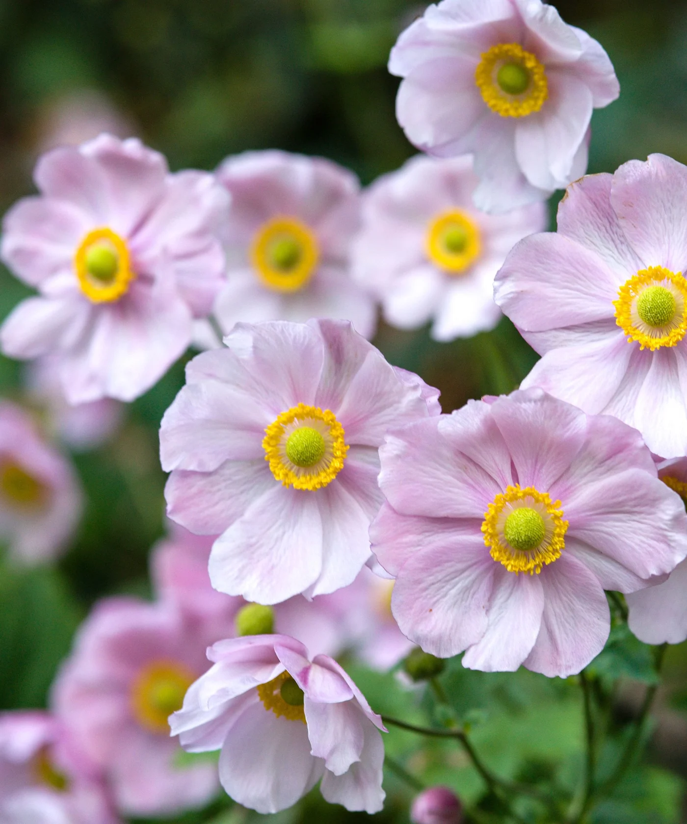 A cluster of delicate pink Japanese anemone flowers surrounded by green foliage