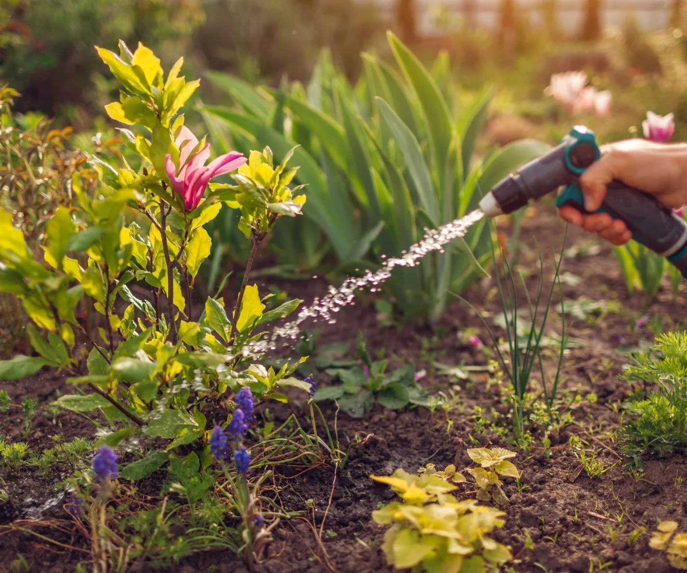 A hand watering a magnolia sapling with a hose