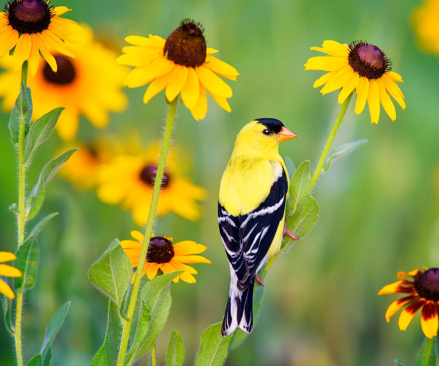 american goldfinch sitting on rudbeckia stalk surrounded by rudbeckia flowers