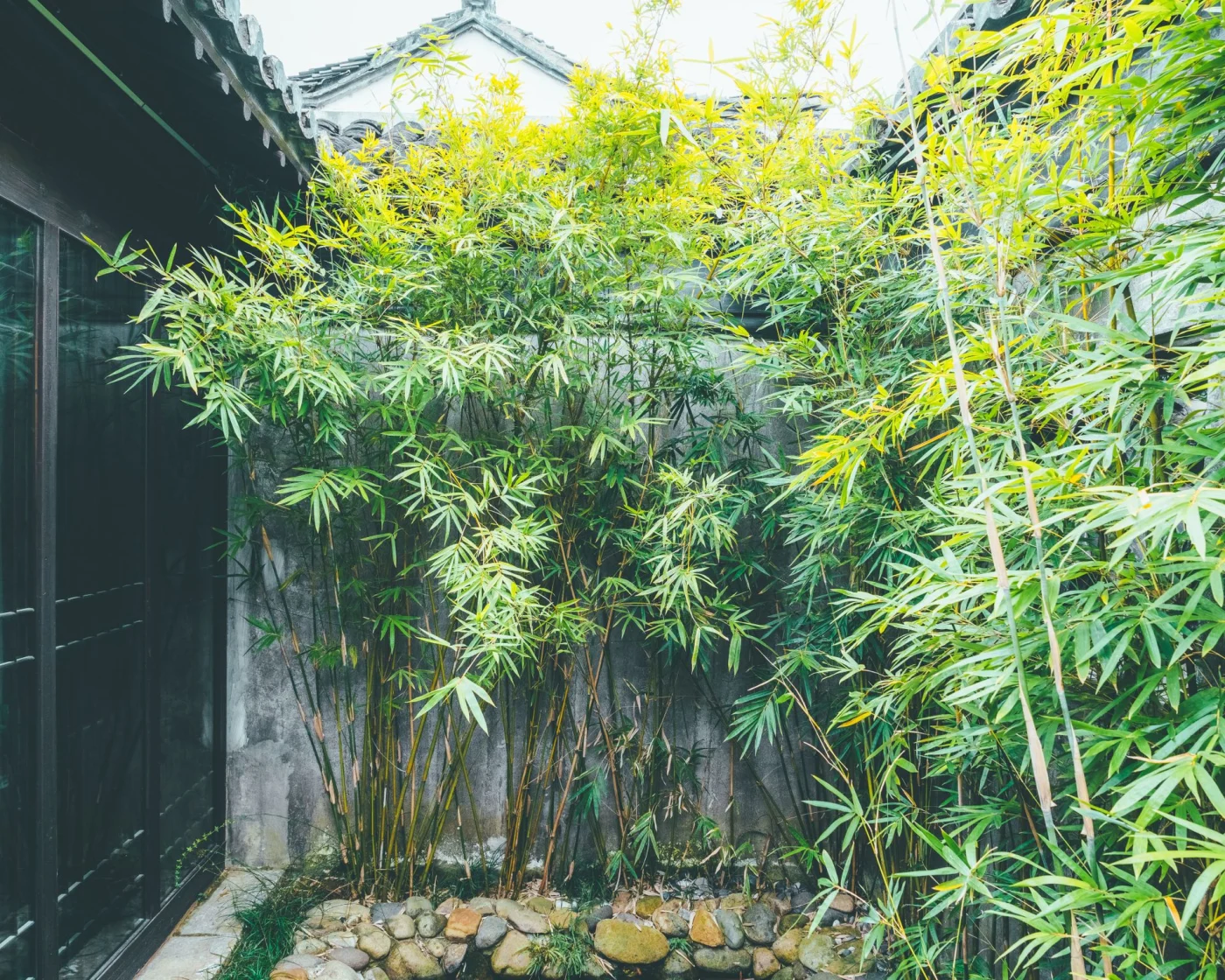 Bamboo plants that attract mosquitoes