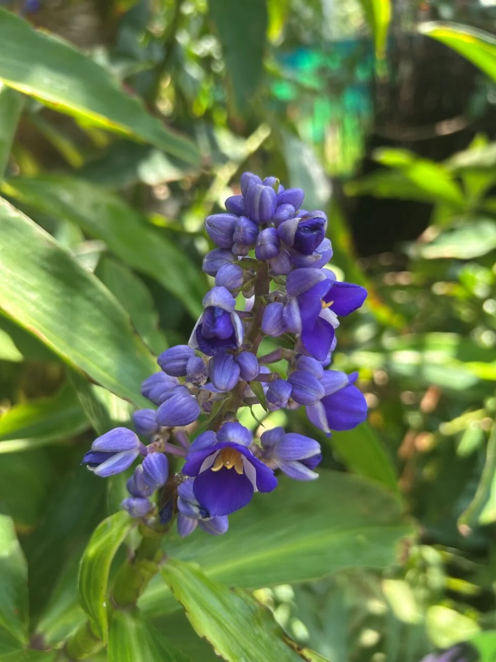 Blue ginger, Dichorisandra thyrsiflora