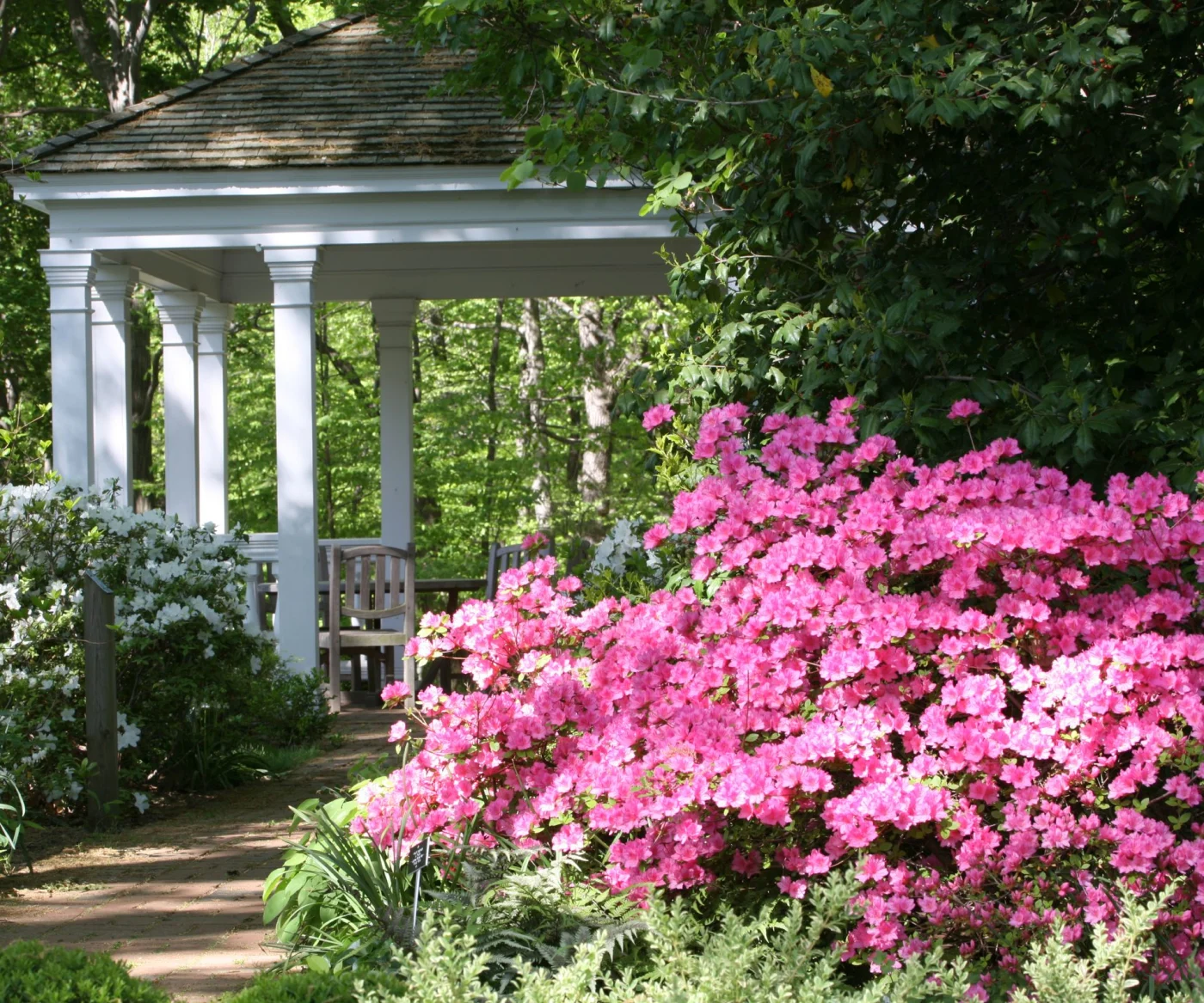 Bright pink azalea shrub in wooded landscape with white gazebo in the background