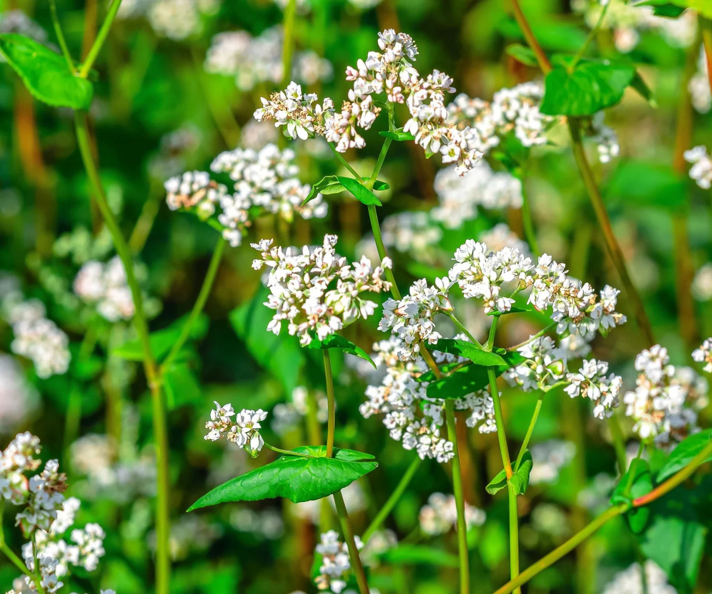 buckwheat plants with green leaves and white flower heads