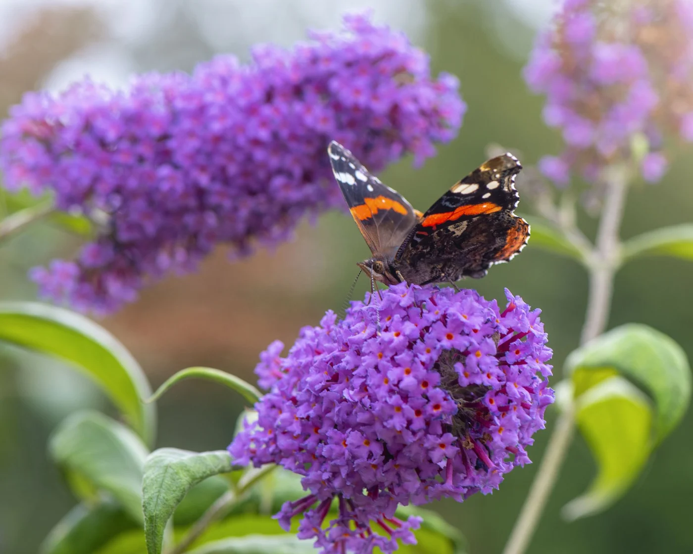 Butterfly lands on a purple flower of buddleia davidii - or butterfly bush