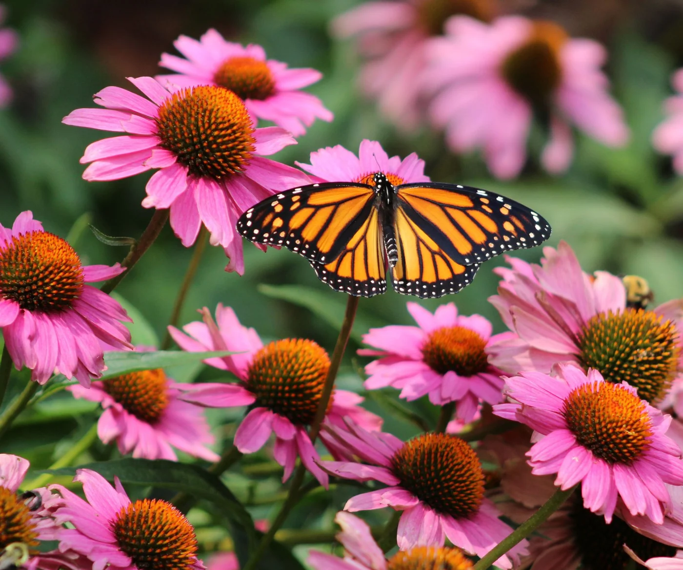butterfly on purple coneflower