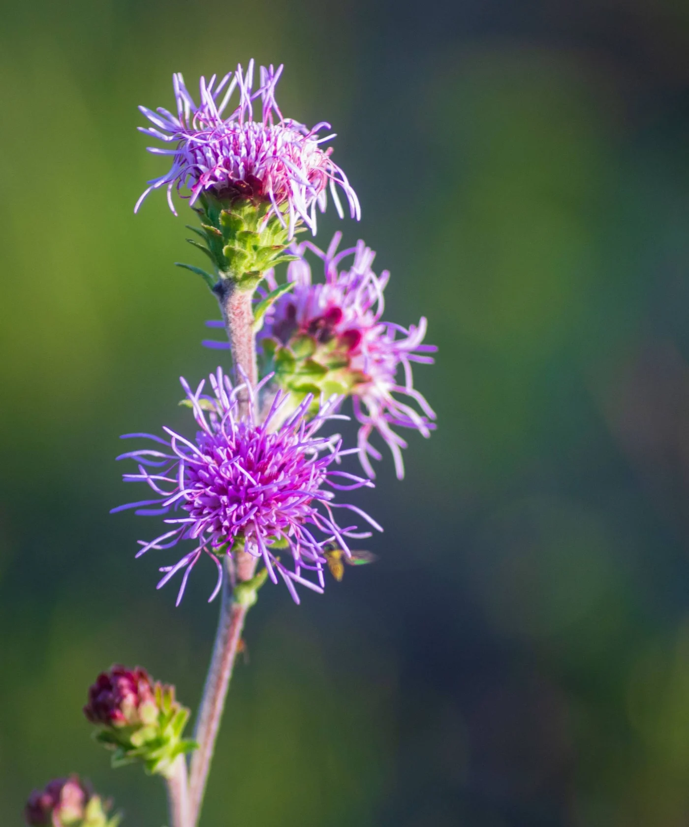 Button blazing star or rough blazing star - Liatris aspera