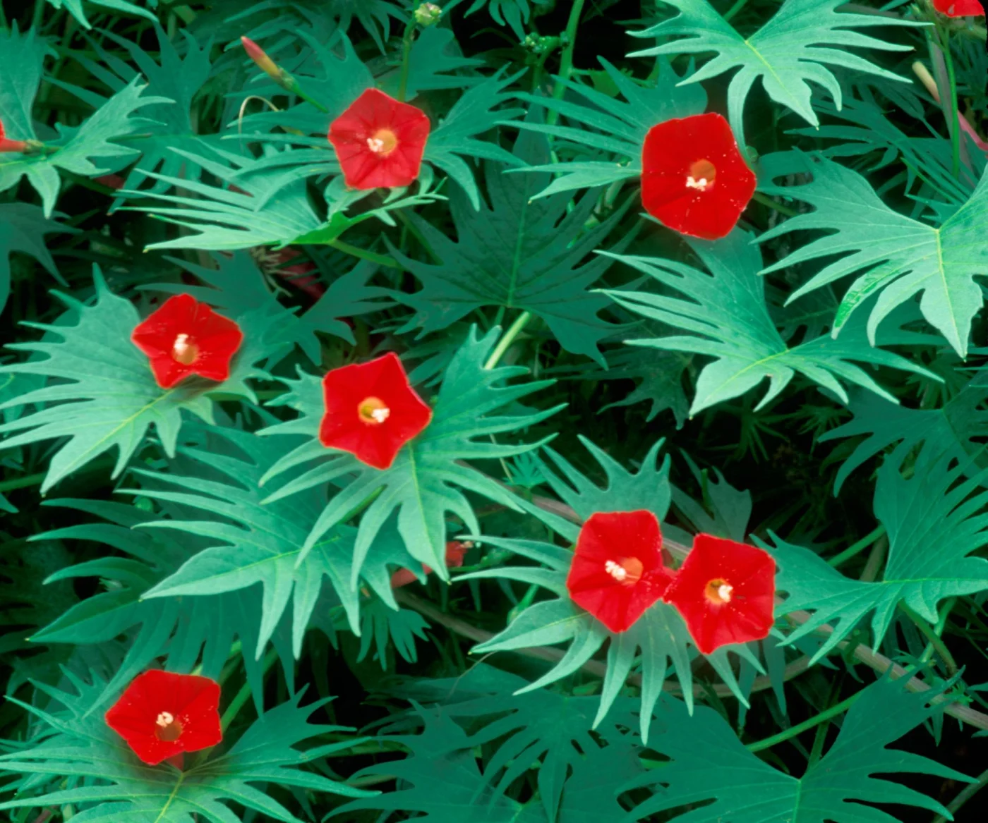 cardinal climber plant with forked foliage and bright red flowers