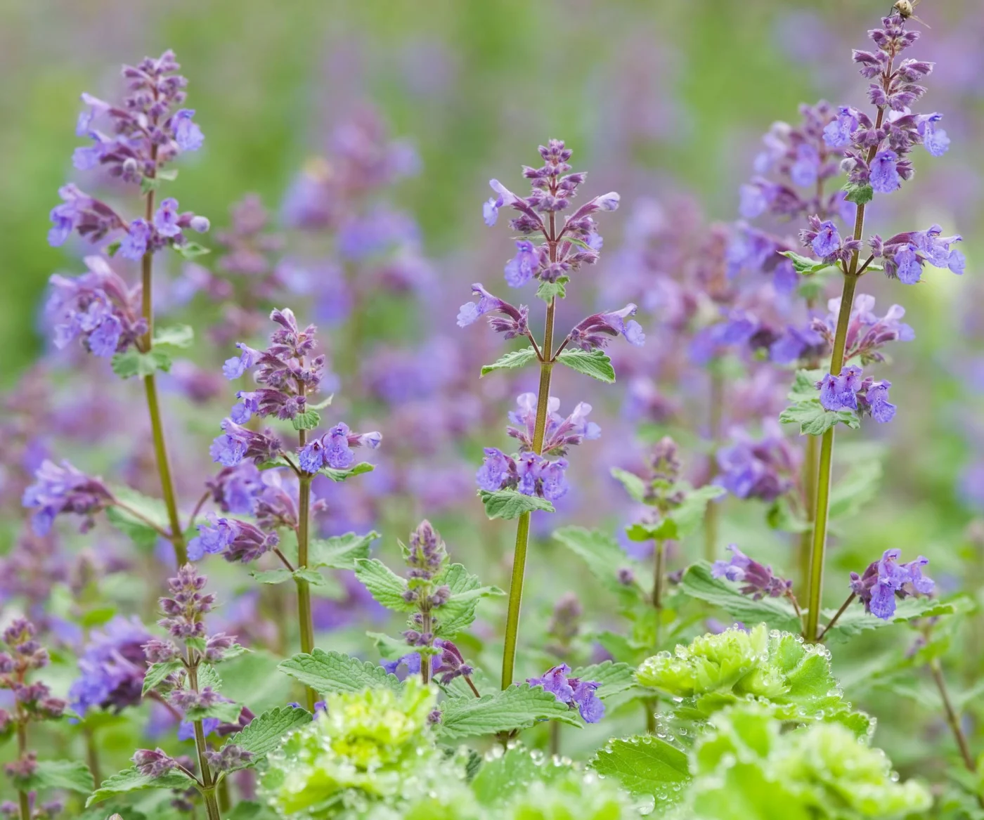 catnip plants flowering in garden