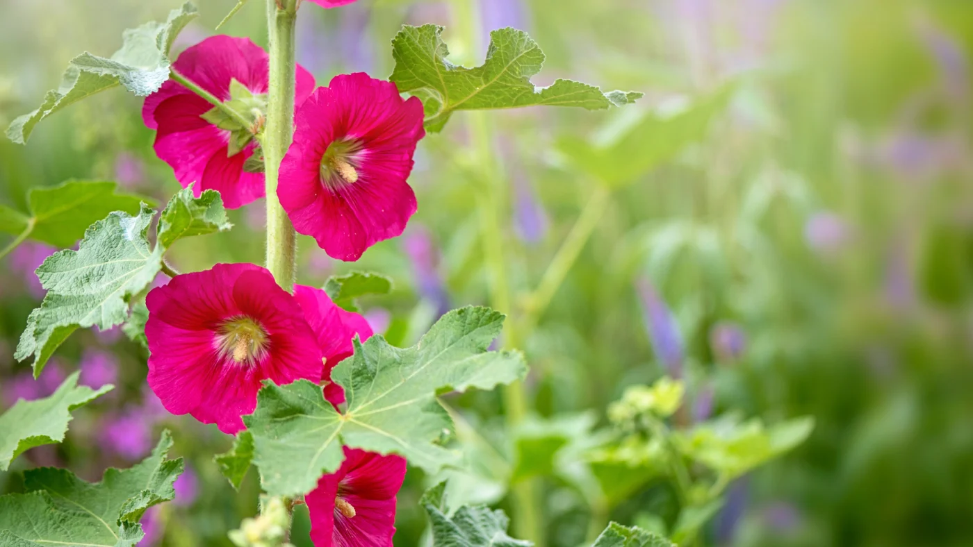 Close-up image of the beautiful summer flowering Hollyhock vibrant red flowers in hazy sunshine