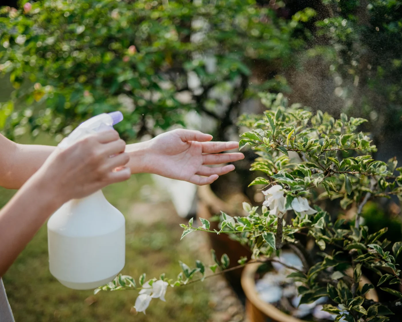 Close up of hand of a woman spraying water on plant leaves