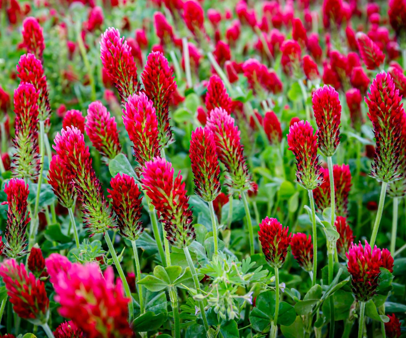 cover crop crimson clover plants with red flowers