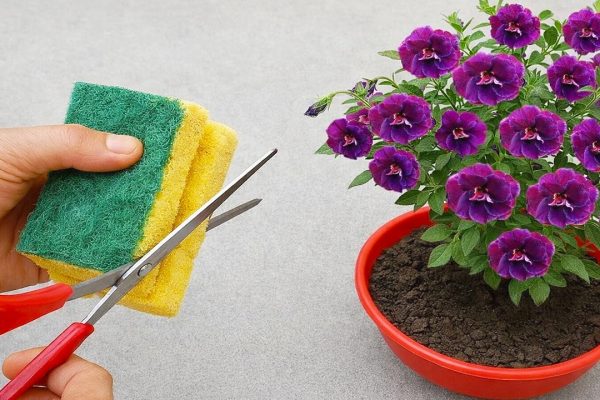Vanhat pesusienet ovat huonekasvien salainen ase: Näin ammattilaiset estävät juurimädän