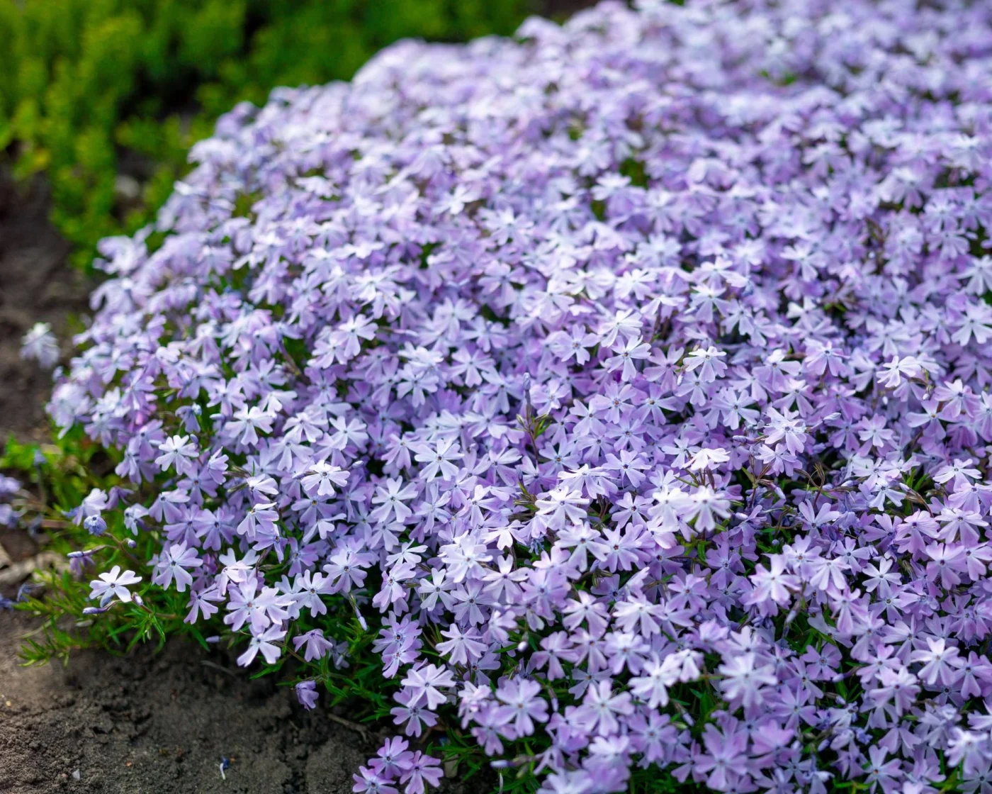 Creeping phlox growing as ground cover