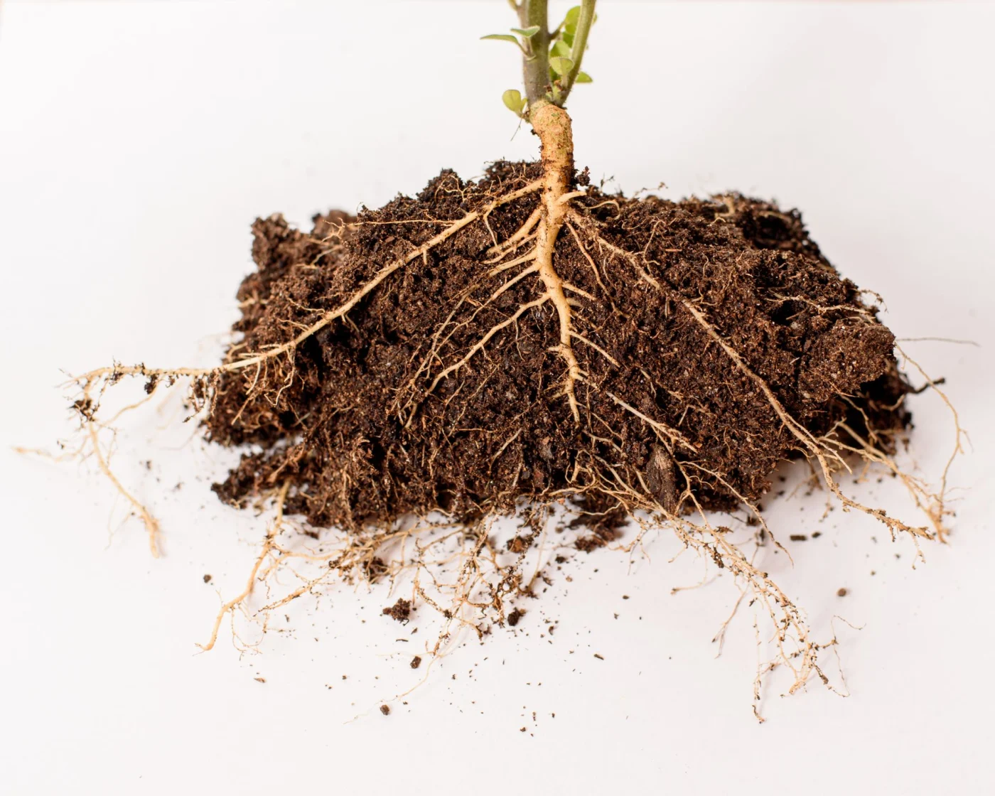 cross section of the roots of a plant