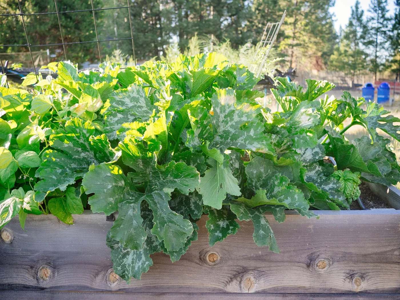 Dense patch of variegated zucchini plants in a raised bed
