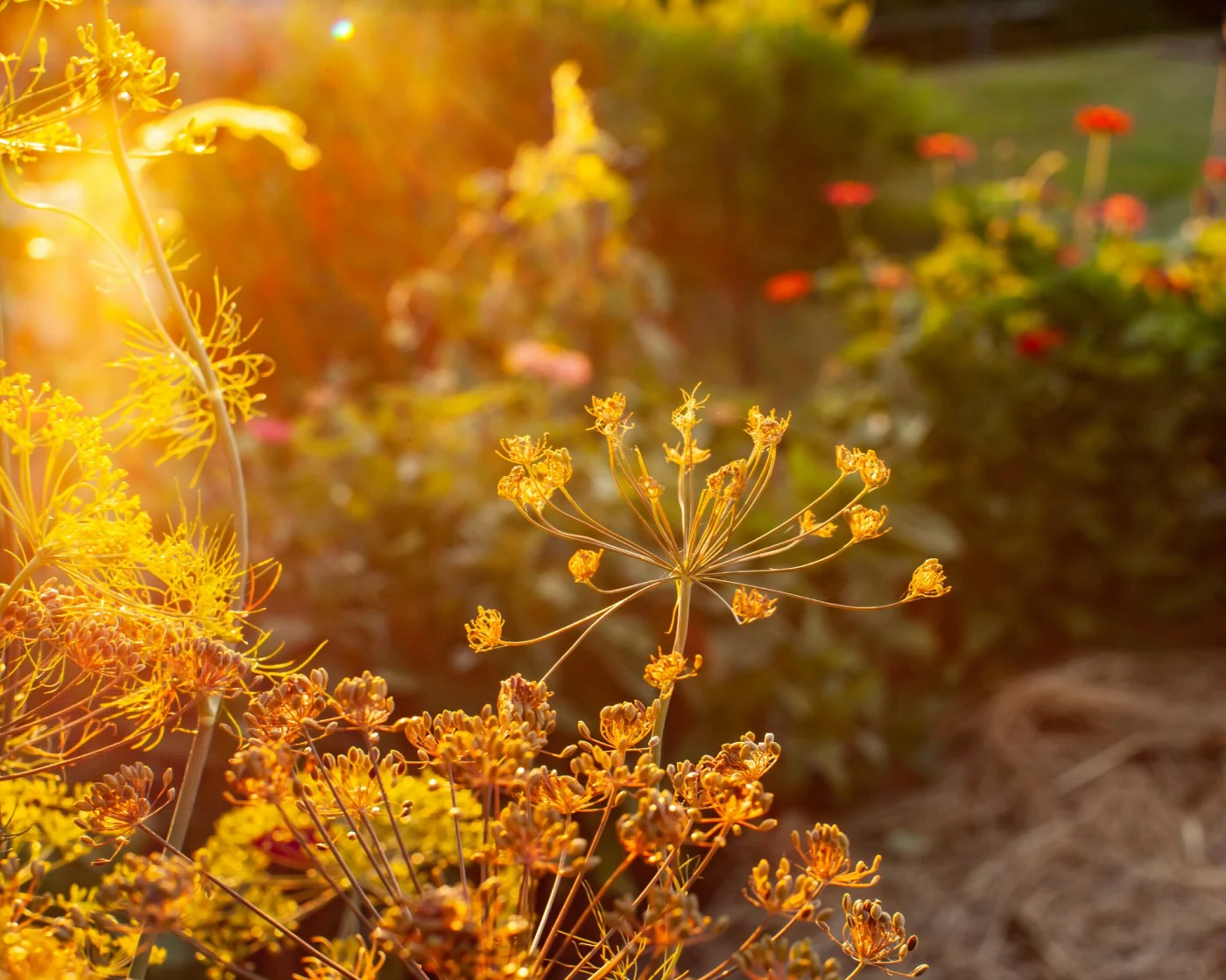 Dill and zinnias in a garden in glowing evening light.