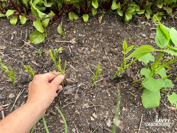 Do woodchucks eat bean plants? Yes! Here