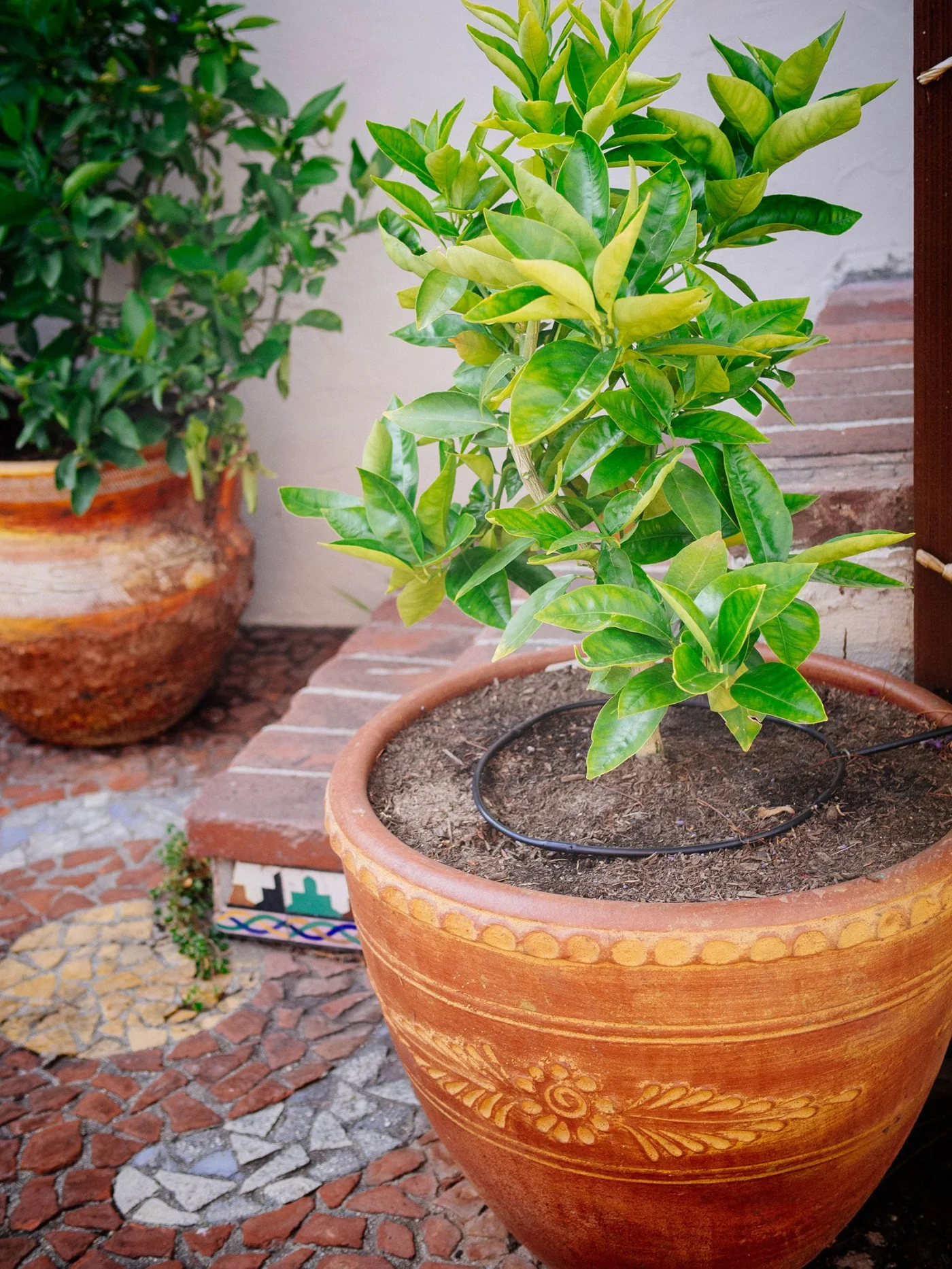 Dwarf citrus tree in a large terracotta pot with a ring of drip irrigation around the trunk