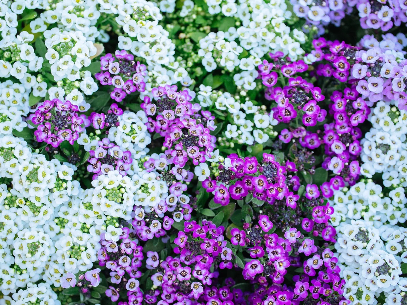 Edible white and purple alyssum flowers