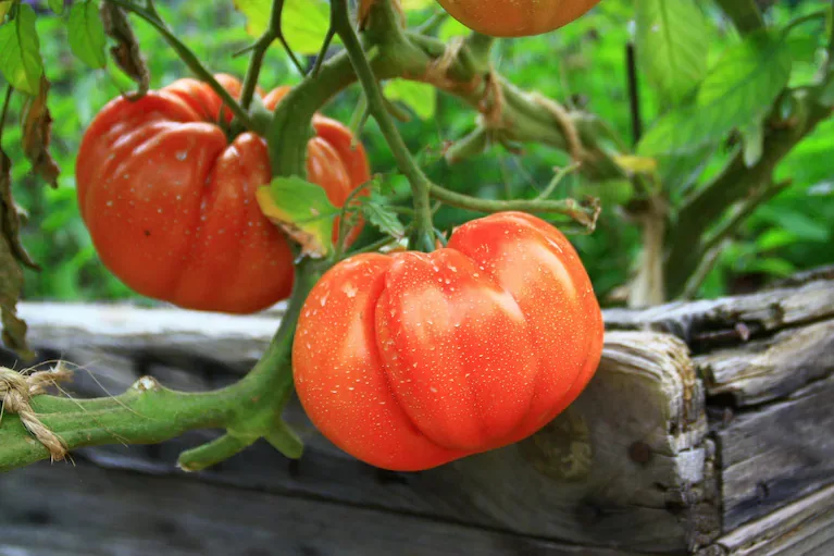 El experto reveló que los tomates grandes son los que se pueden cosechar antes de que estén completamente rojos. (Foto: AdobeStock)
