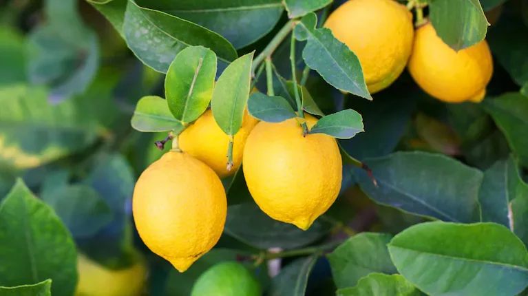 Este truco es ideal para lograr unos limones grandes y jugosos. (Foto: AdobeStock)