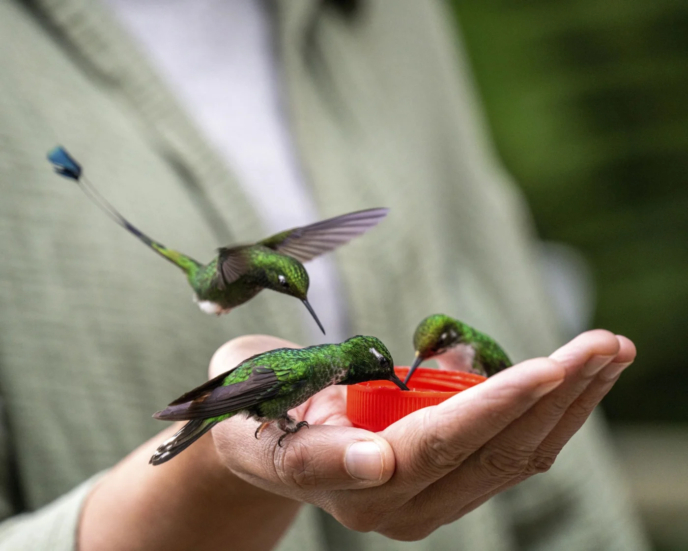 feeding three hummingbirds from a handheld feeder