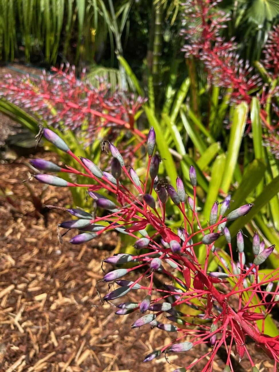 Fendler’s urn plant Aechmea fendleri,
