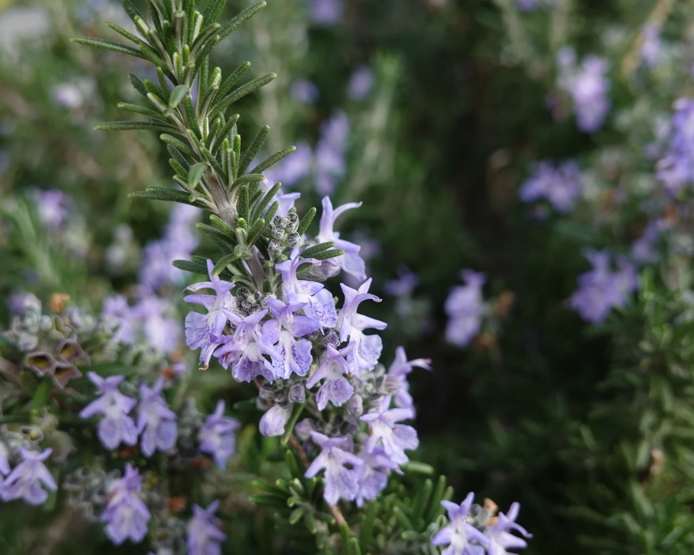 Flowering rosemary herb plant in pollinator garden