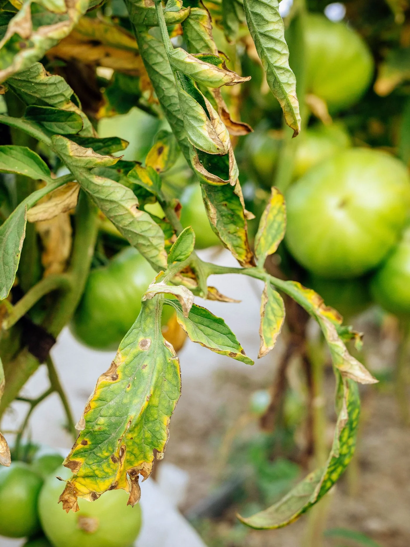Fusarium wilt on tomato leaves