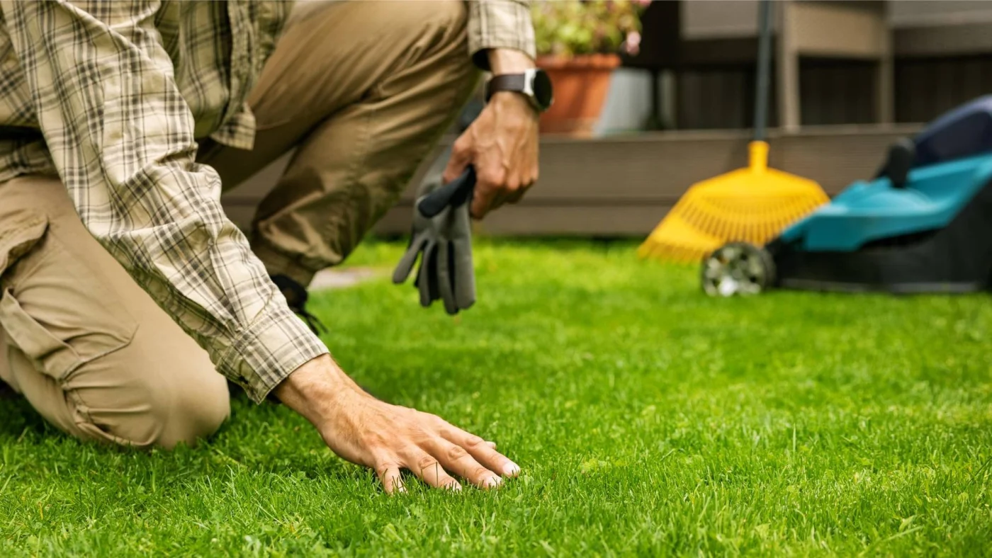 Gardener kneeling down to touch lush grass