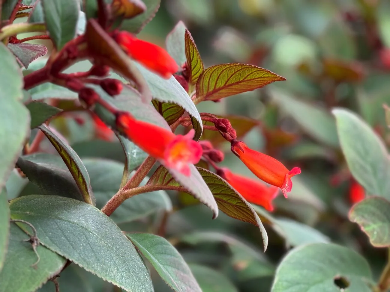 Gartenmeister Bonstedt fuchsia