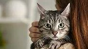gato-canva