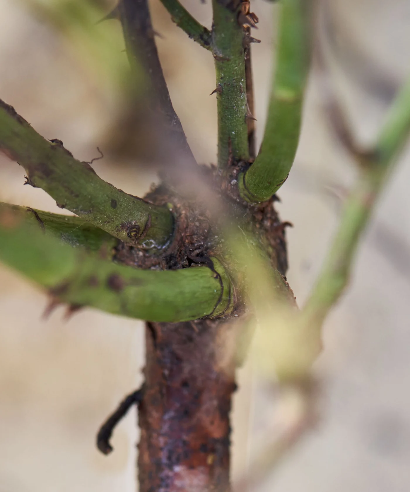 Graft union on bareroot rose