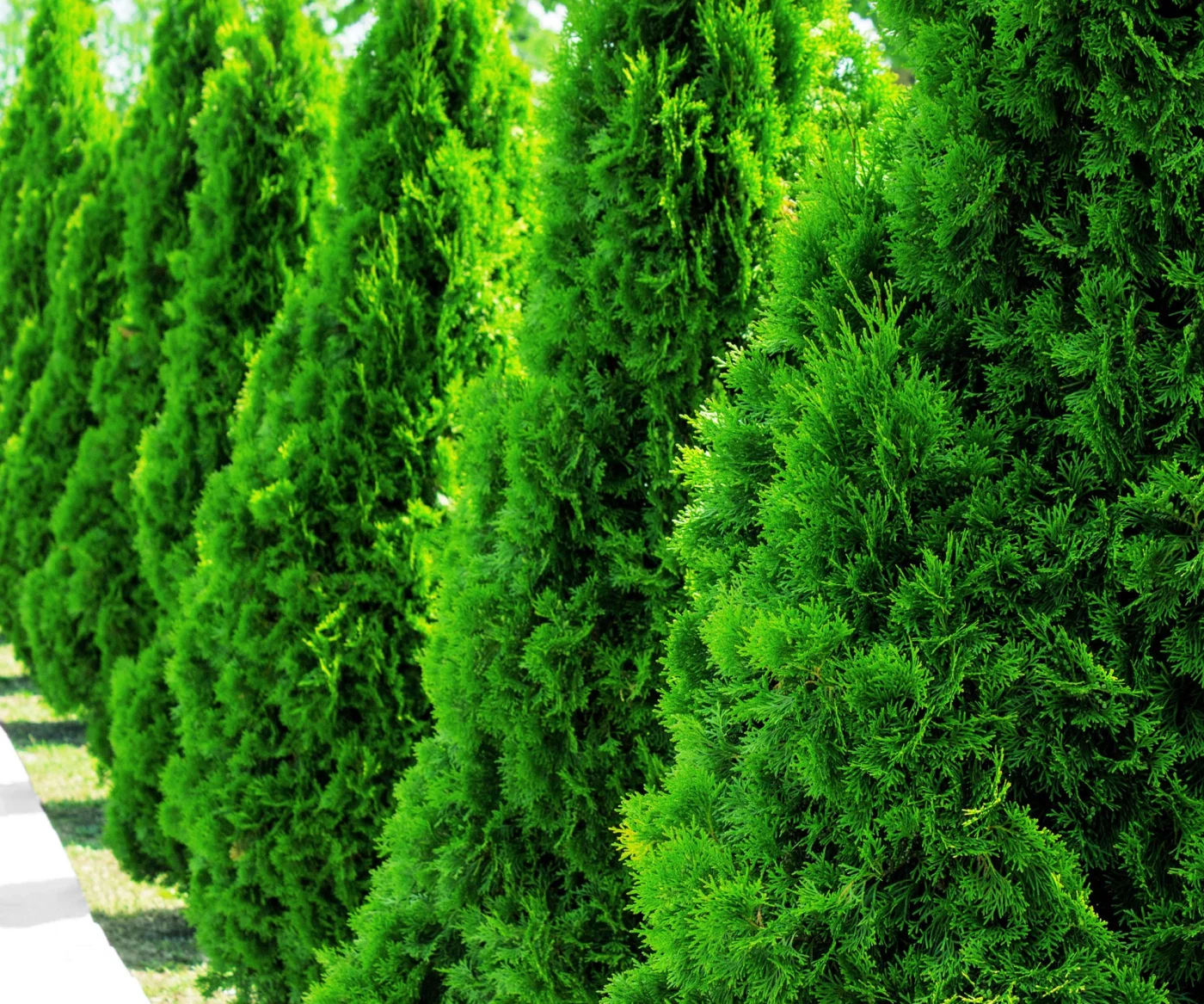 Green Giant arborvitae growing in a row along a path