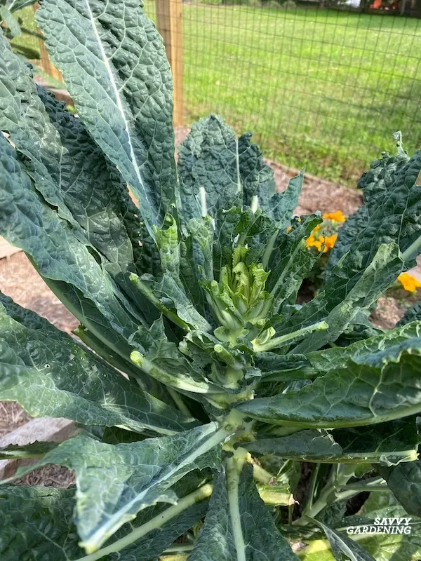 Groundhog damage to a kale plant