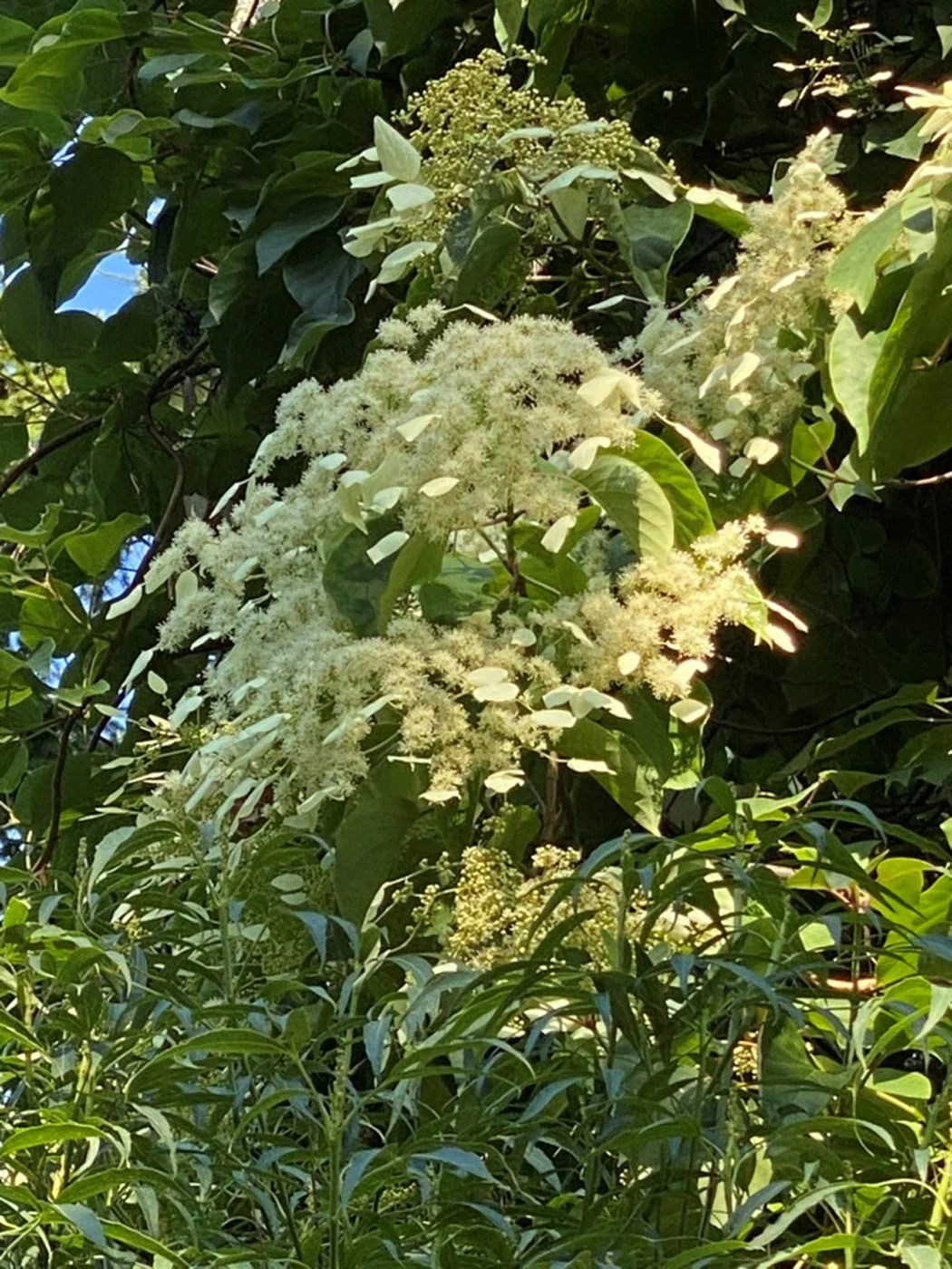 H. fauriei Taiwanese hydrangea vine