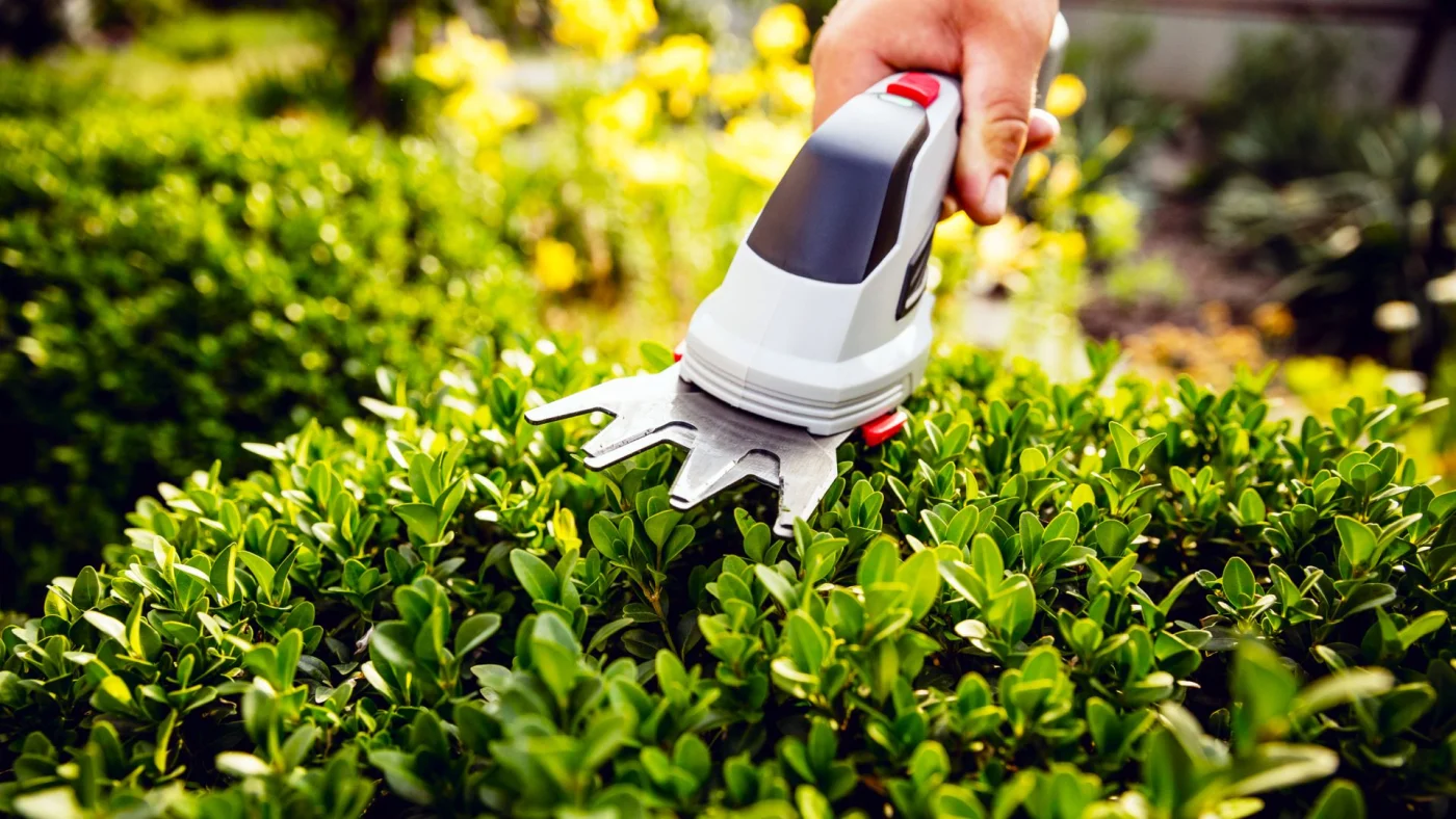 Hand holding cordless trimmer gardening tool to prune box shrub
