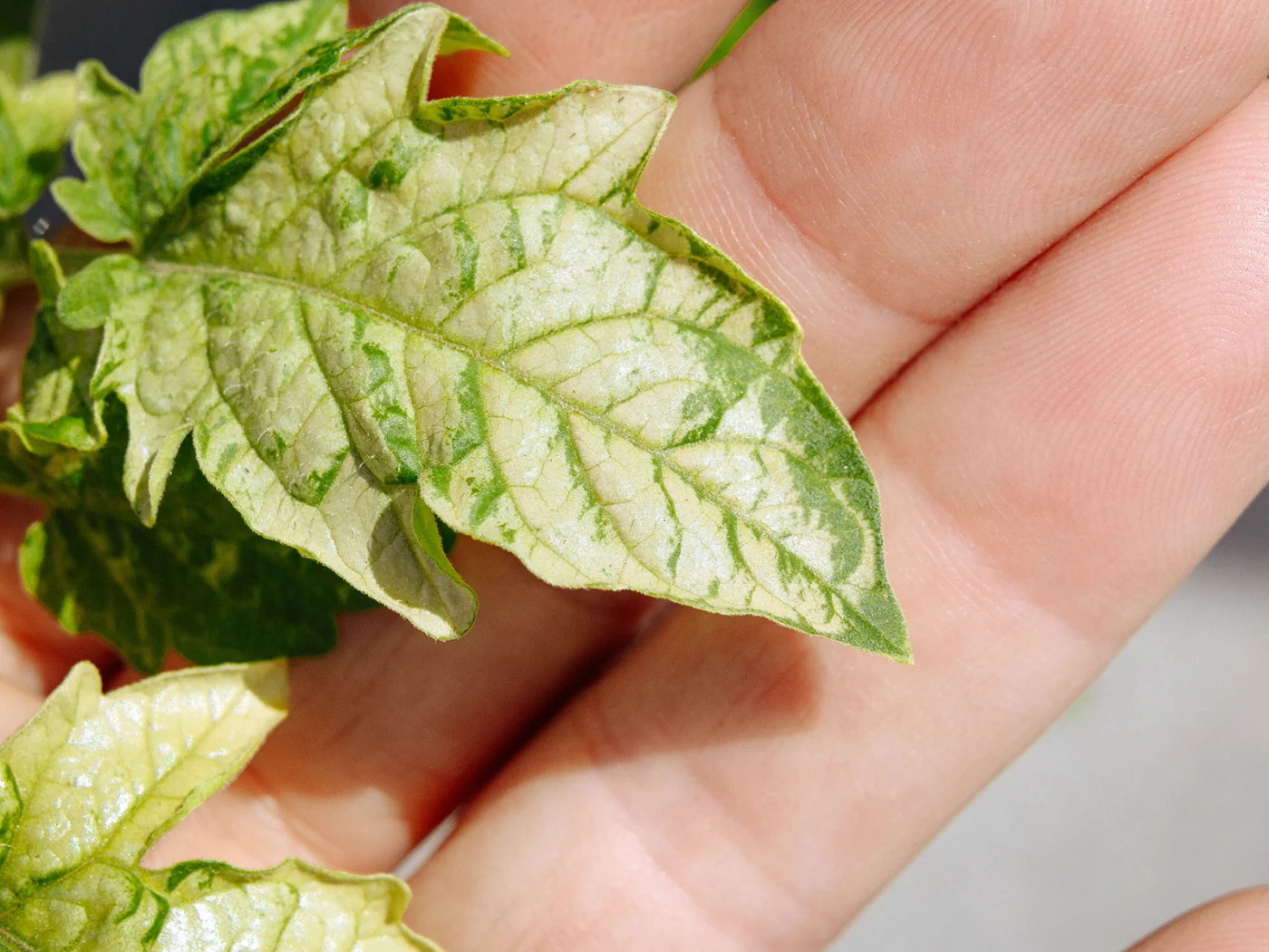 Hand showing a scorched tomato leaf with bleaching