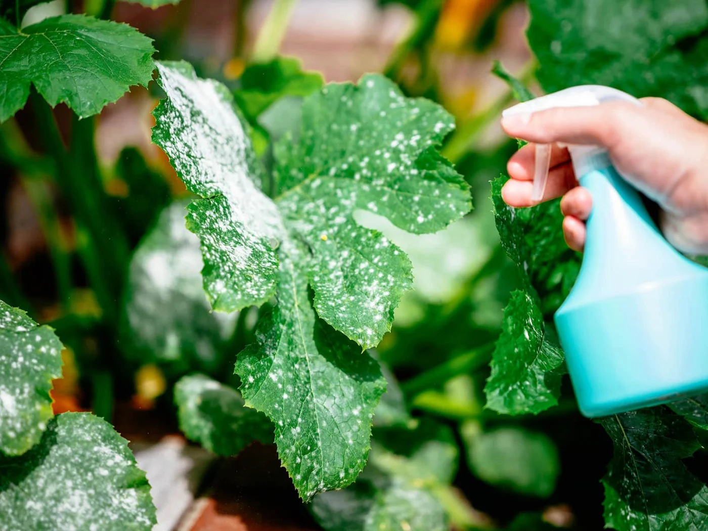 Hang holding a blue spray bottle and applying a diluted milk spray to powdery mildew-infected squash leaves