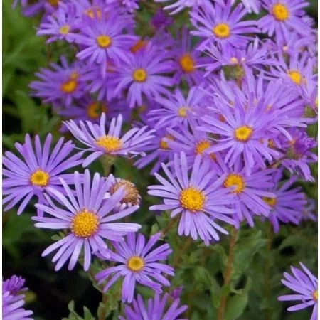 Hardy Aster Woods Purple Live Plant 4–6 Inches Tall, Perennial Flowering Aster for Outdoor Garden Planting