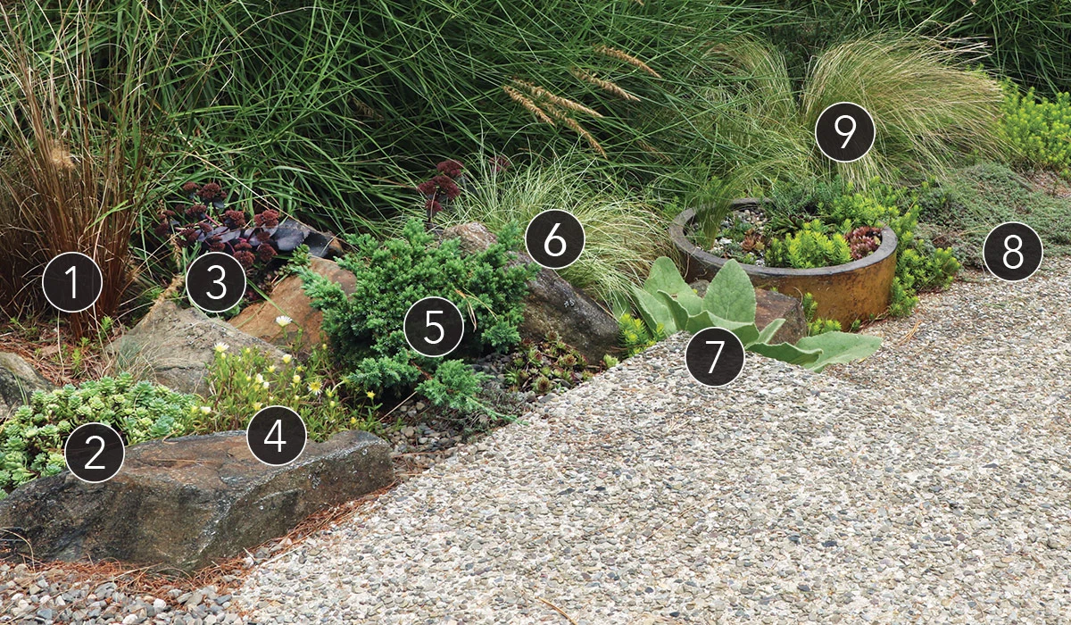 Heather Tuckman pathway planting