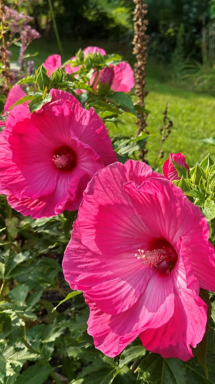 Hibiscus
