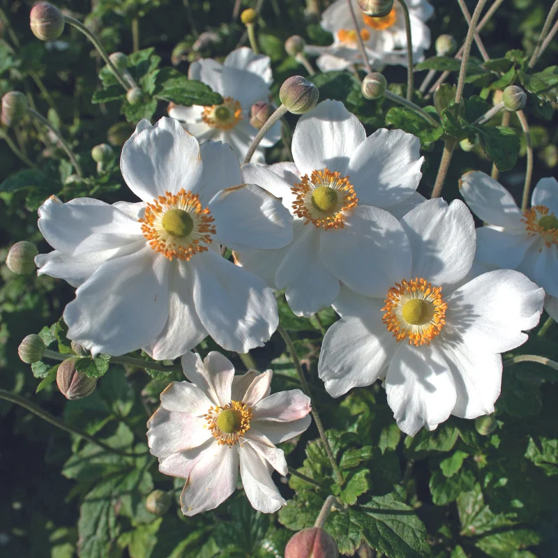 Honorine Jobert Windflower