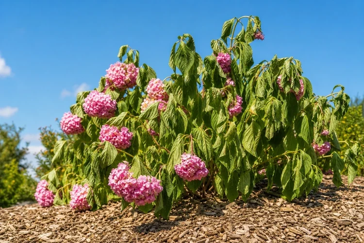 Hortensia puutarhassa.