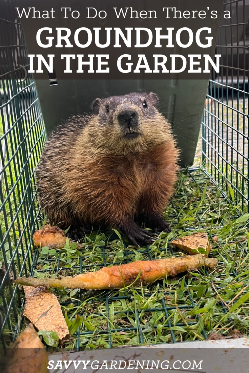 How to Get Rid of a Groundhog in the Garden