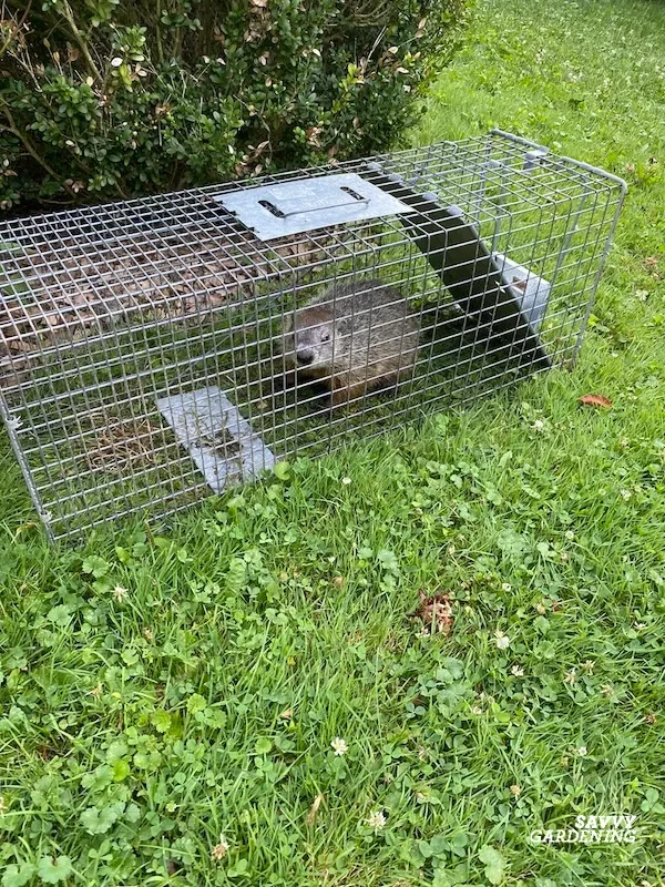 How to trap a groundhog and what to use as bait