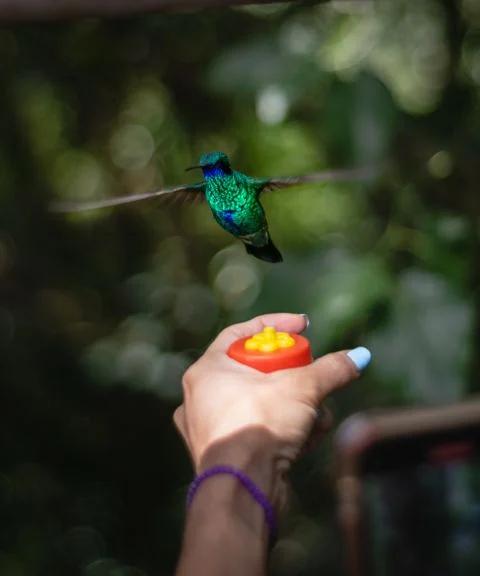 Hummingbird feeding on a person's hand