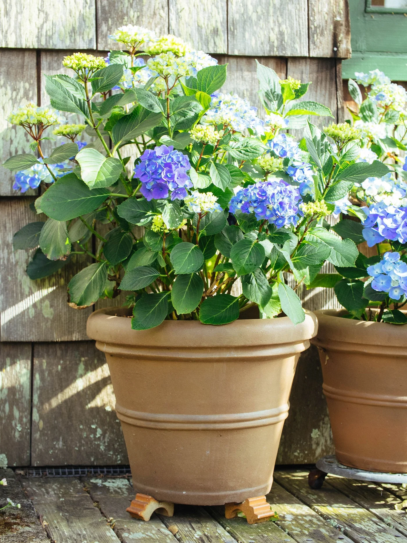Hydrangea plant in a large ceramic pot on a deck with pot feet underneath