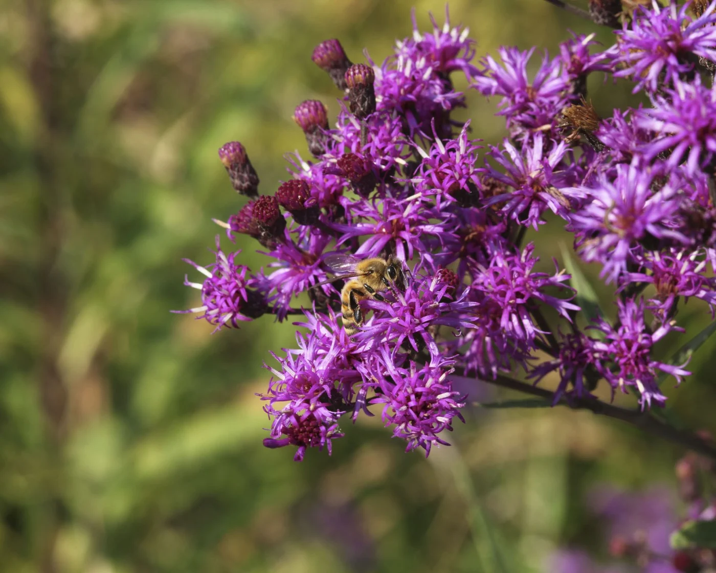 Ironweed